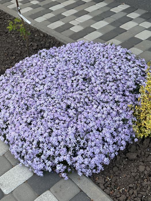 Флокс шиловидний