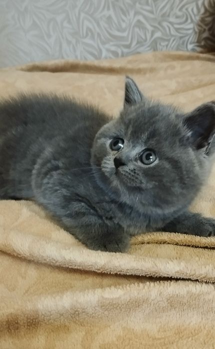Шотландський  скоттиш страйт хлопчик