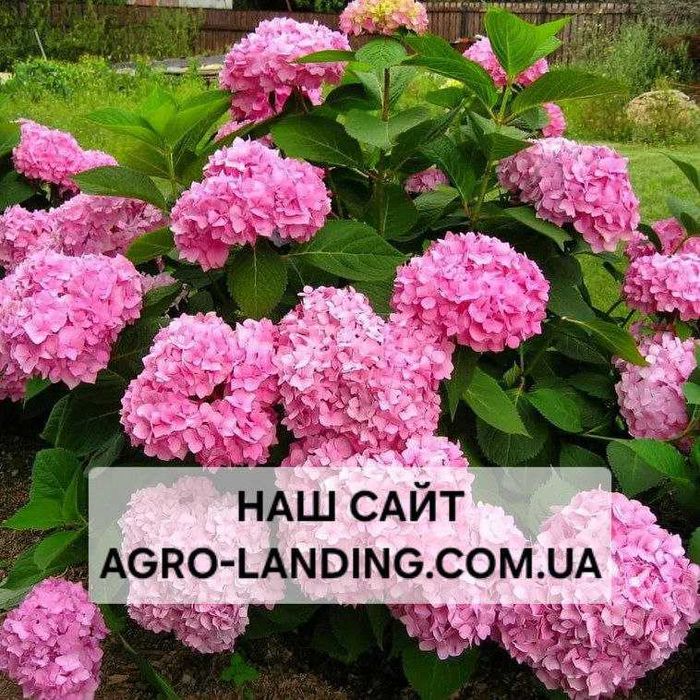 Саджанці крупнолистої та метельчатої гортензії + Подарунок