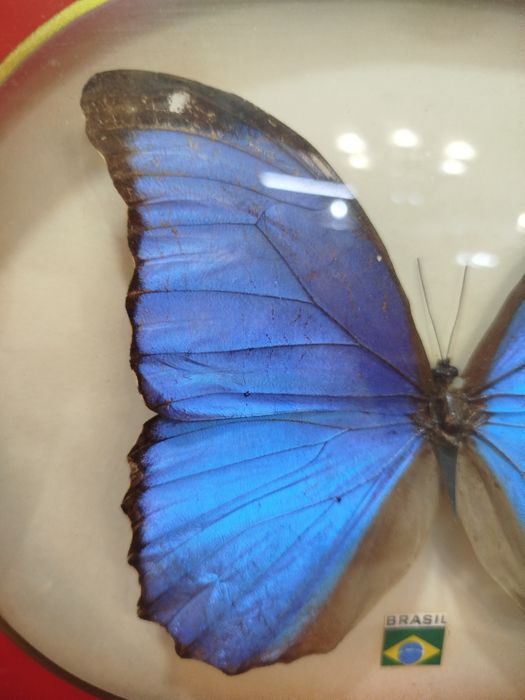 Quadro com Borboleta