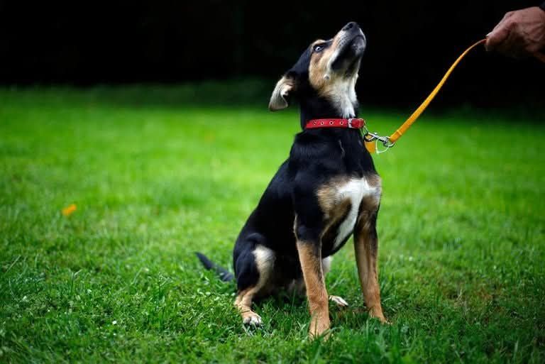 Kochany Bobi czeka na adopcje