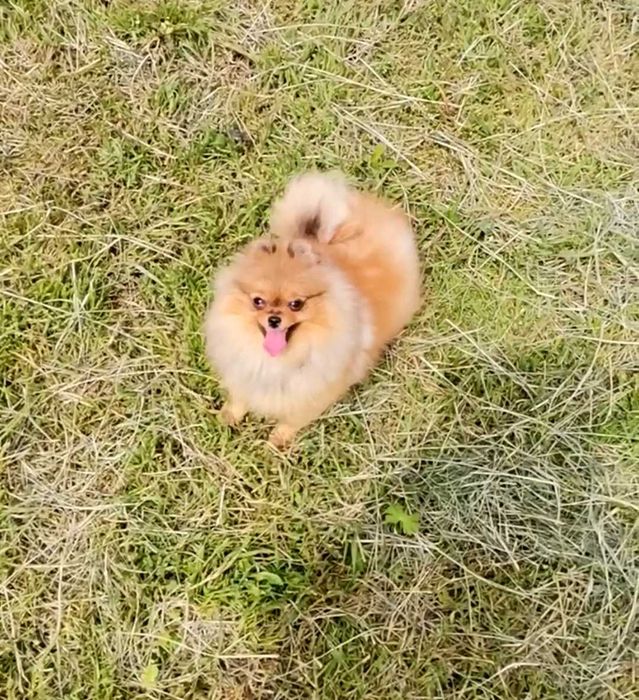 Дівчинка крошка, рудого кольору, 7 місяців. Шпіц померанський.