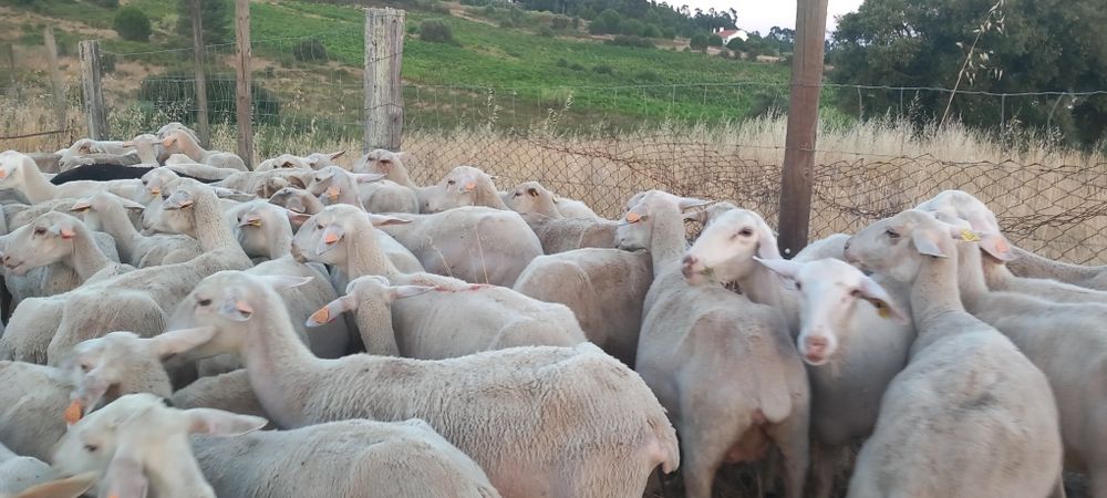 Rebanho  de 60 ovelhas novas e boas com b4