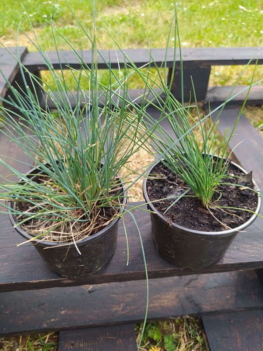 Trawa ozdobna Carex Ice Dance Turzyca kostrzewa sina trawy