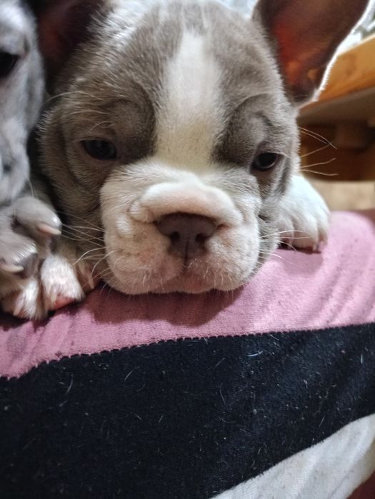 Французький бульдог