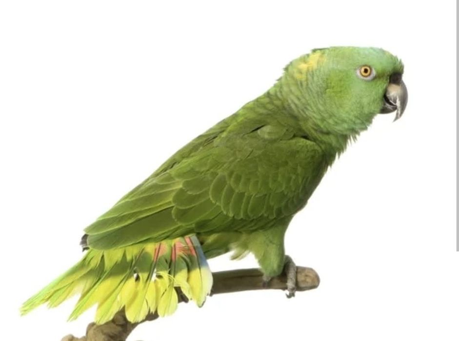 Papagaios amazonas auropalliata