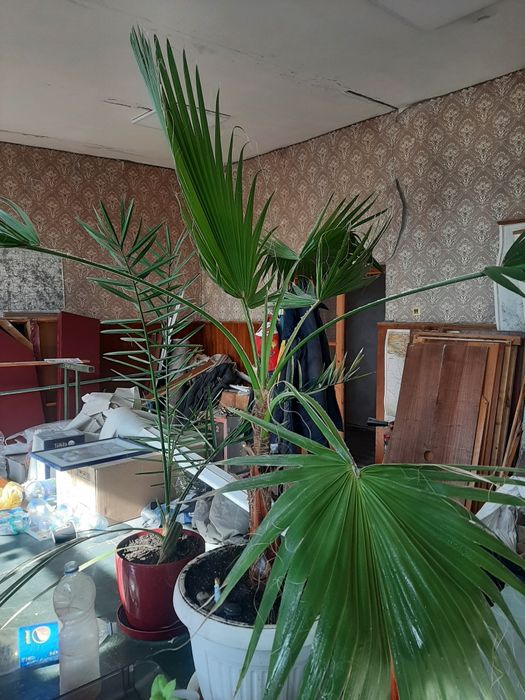 Вашингтония нитчатая