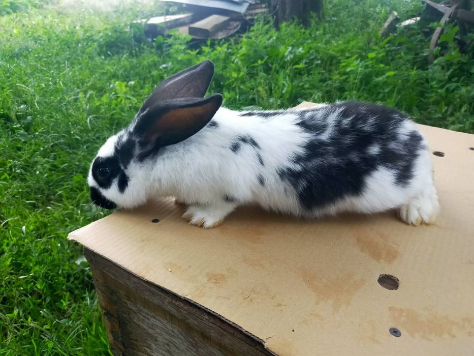 Кролі породи Німецький строкатий велетень . Шиншила .