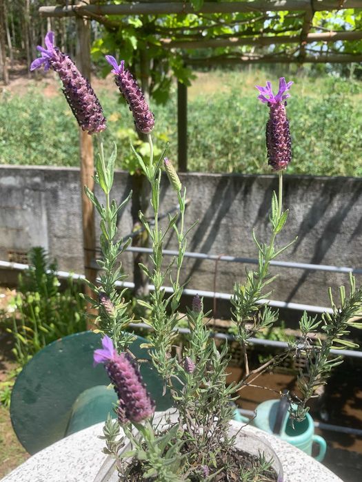 Planta rosmaninho do monte