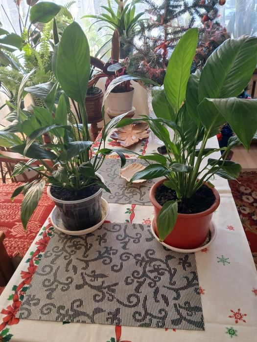 Sprzedam kwiaty doniczkowe