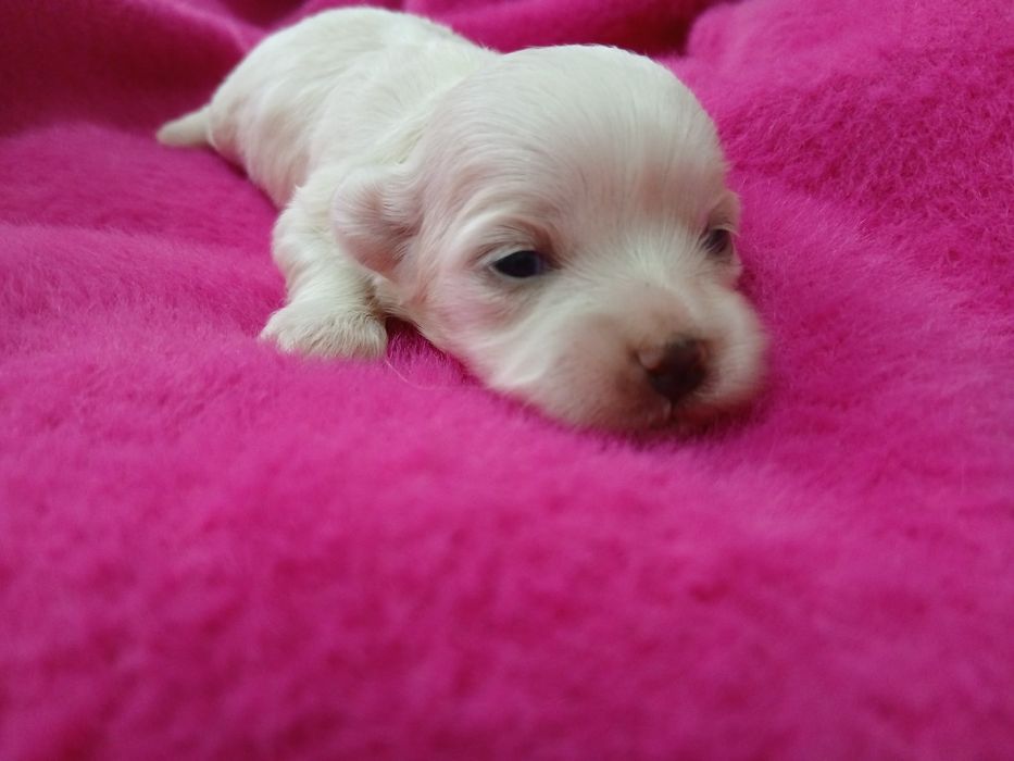 Suczka rasy maltańczyk