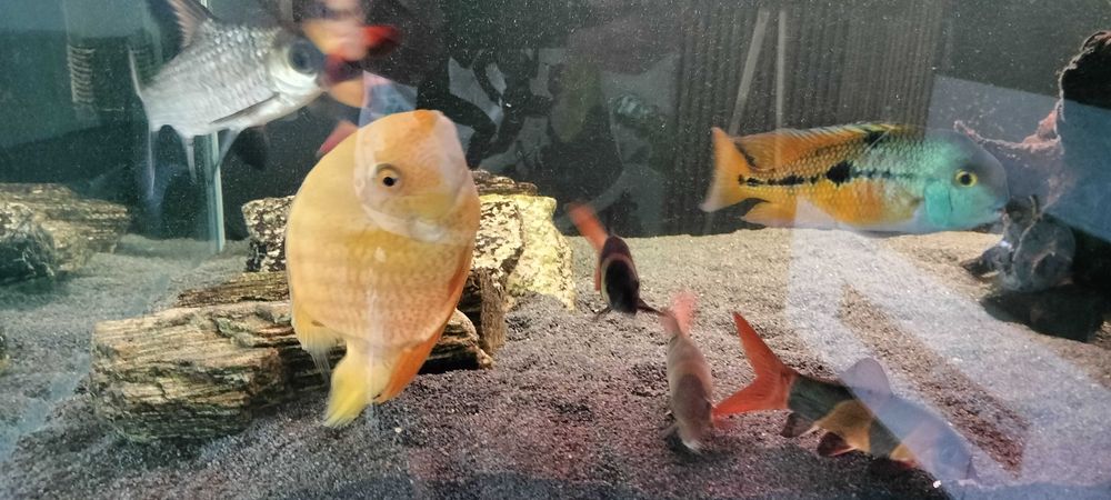 Pielęgnica Severum gold