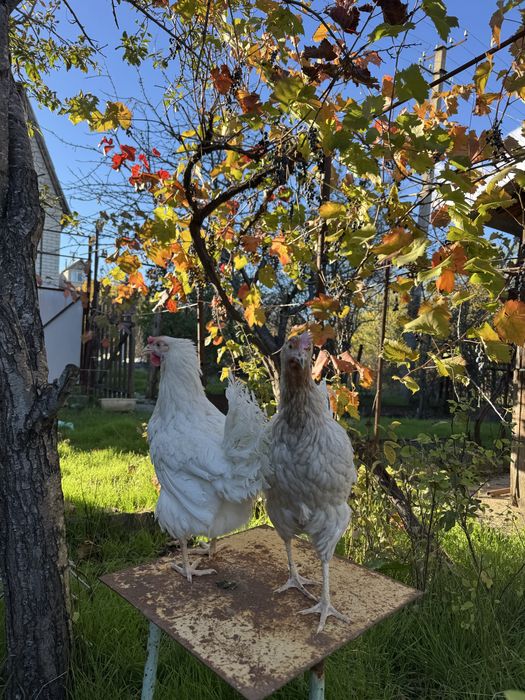 Куры несушки ломан сенди