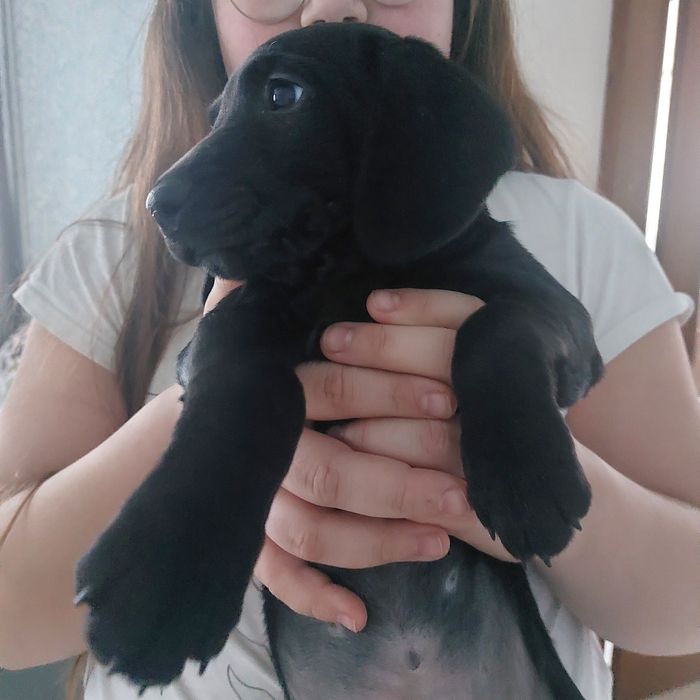 Отдам бесплатно  щенков