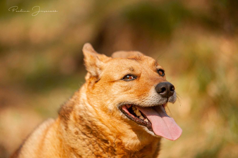 Mały, uśmiechnięty Stevie bardzo chciałby mieć swój dom!