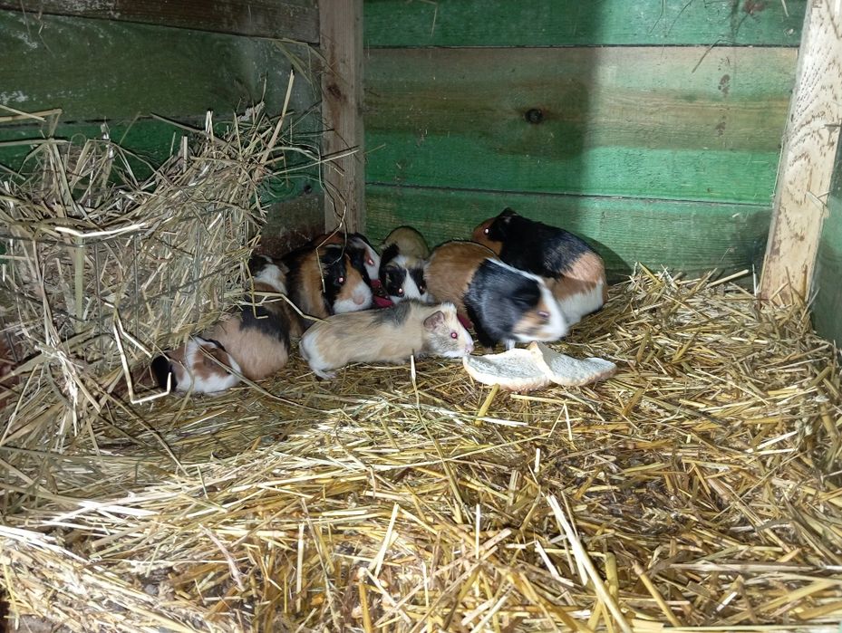 Świnki morskie młode