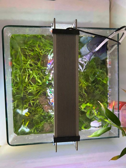 Aquário plantado 31 litros com acessórios