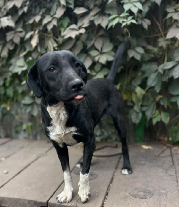 Стефа , добрая девочка , стерилизована