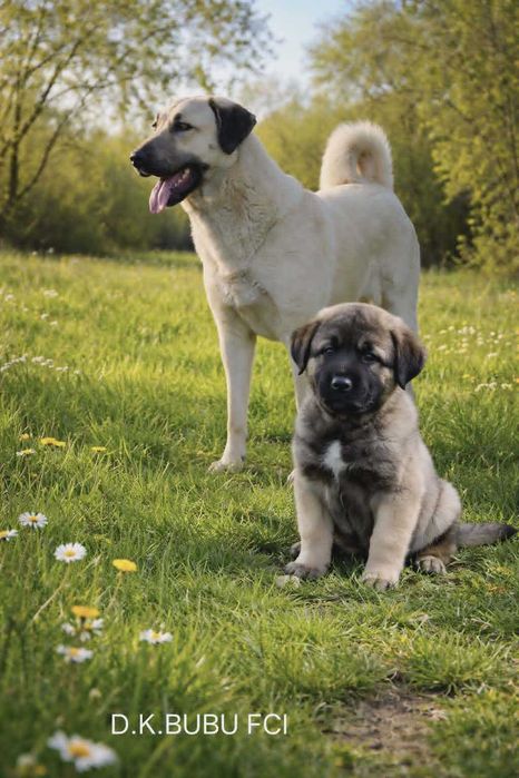 Kangal import Turcja szczeniak FCI.