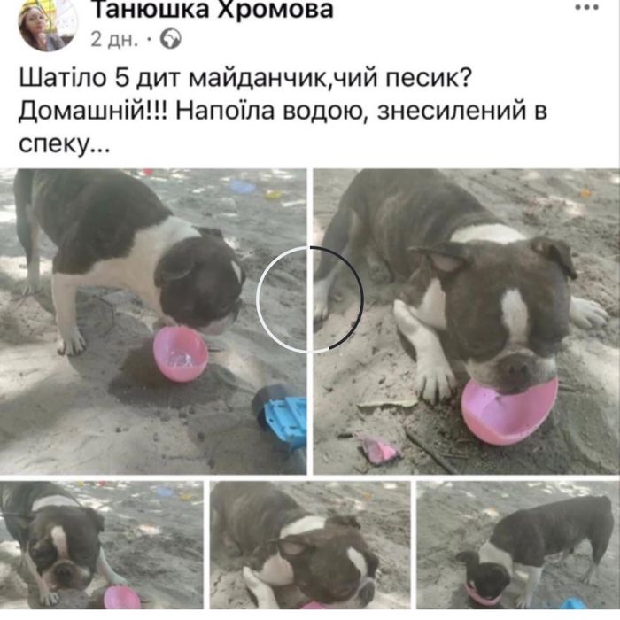 Шукаємо надійних господарів!