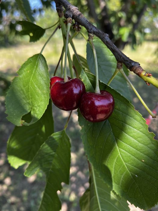 Продам червону  черешню