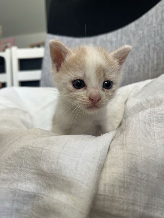 adoção responsável gatinha