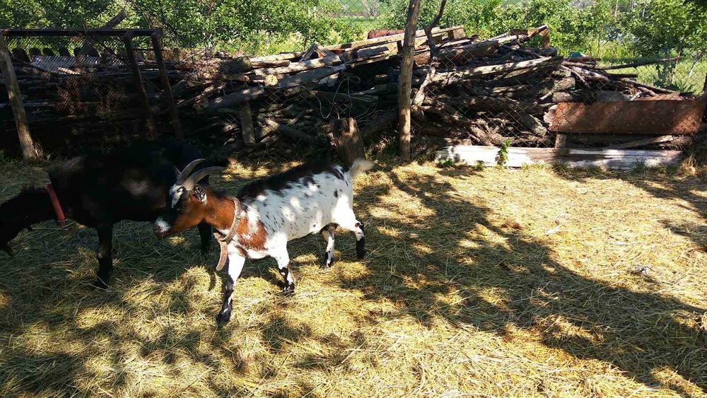 Камерунські козочки