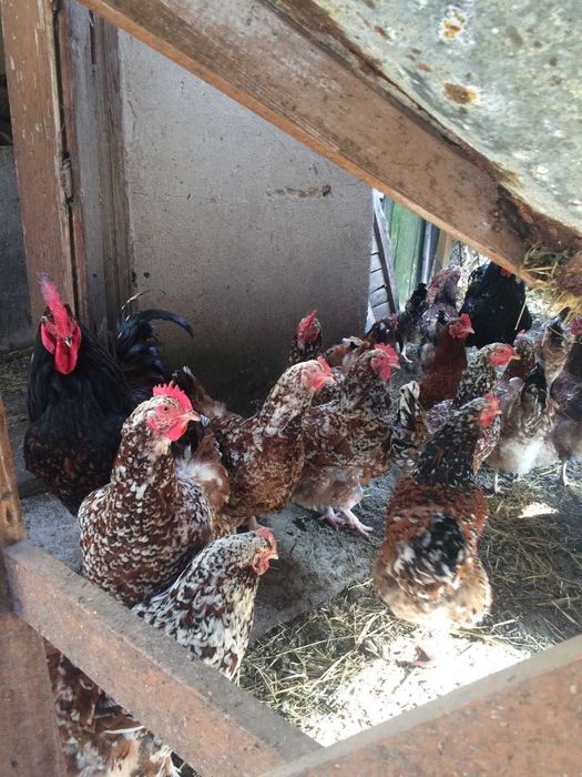 Себрайт, міфлерка та лівенські ситцеві