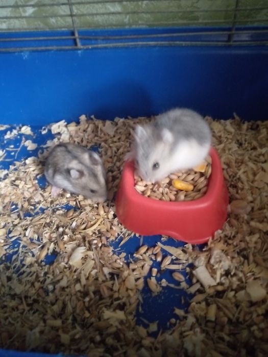 Хомячки Кременчуг