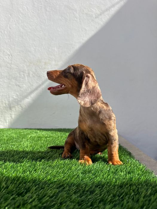 Daschund Kaninchen Arlequim Chocolate o mais pequeno de todos os Teckel