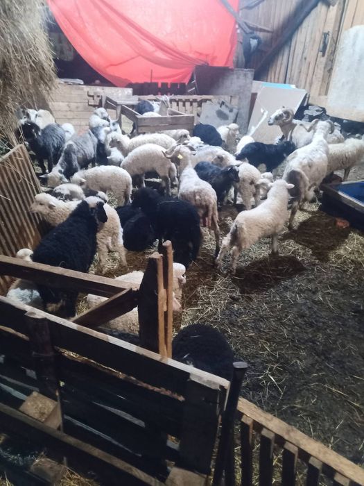 Продаються ягнята