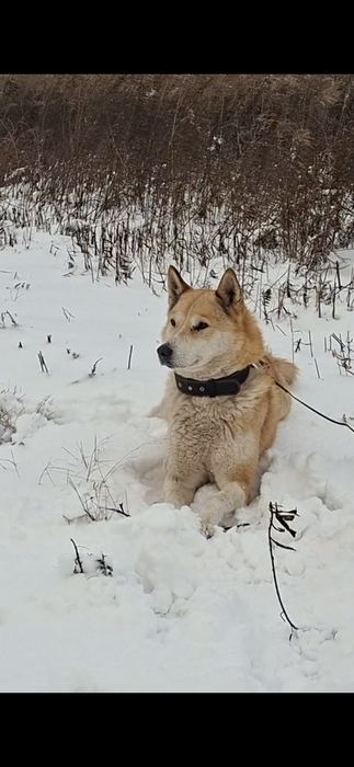 Щенята західносибірської лайки