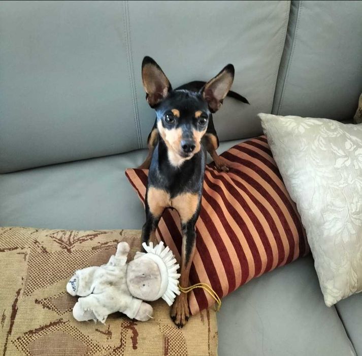 Pinscher belíssimo macho