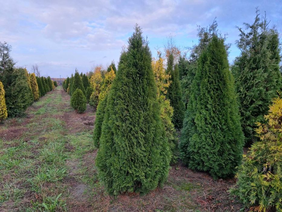 Tuja szmaragd 220 cm, żywotnik zachodni ,,smaragd", Thuja