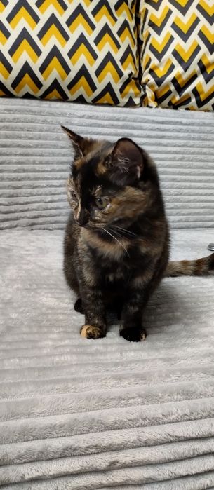 Кошенята у добрі руки , шукають родину .