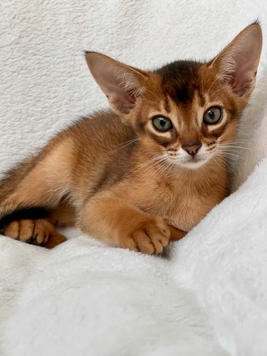 Абіссинські котики Abyssinian kitten