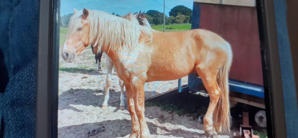 Vende se  Varias raças Cavalos