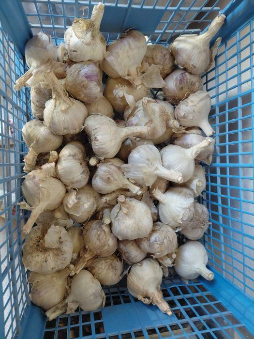 Продам часник озимий