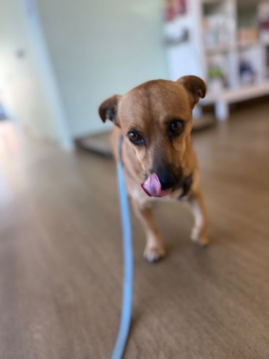 Cão para adoção responsável