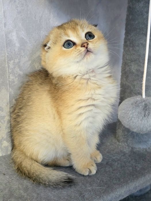 Шотландочка золота шиншила