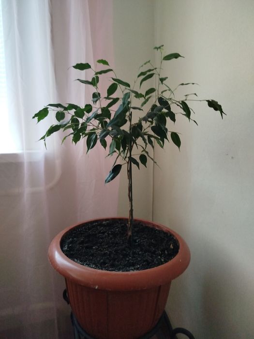 Продам Фикус 45см...