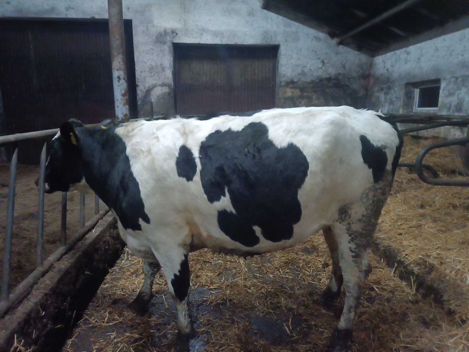 Sprzedam jałówkę wysokocielną