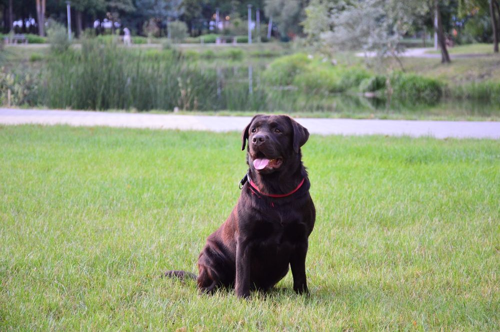 Вязка! Лабрадор шоколадного окраса!