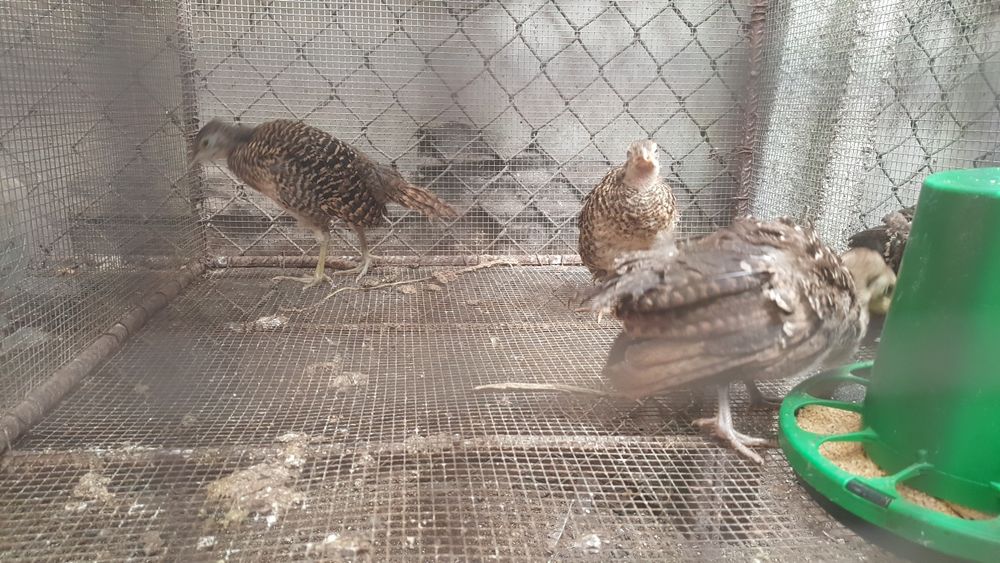 Vendo pavões e um remp ramp