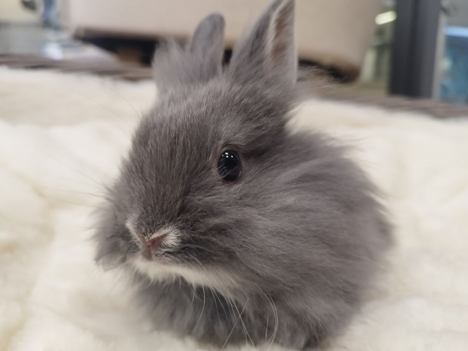 Królik Karzełek Teddy (samica) MASSON Odmiana Blue