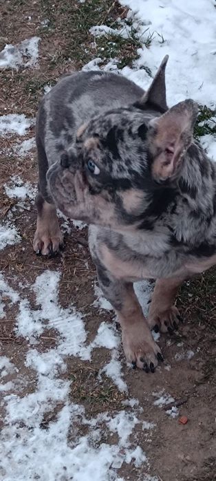 Девочка Французский бульдог,собака, Мерле