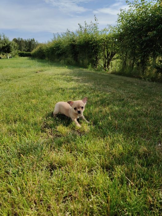 Piesek Chihuahua