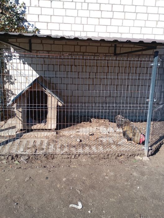 Sprzedam KOGUTA jedno rocznego