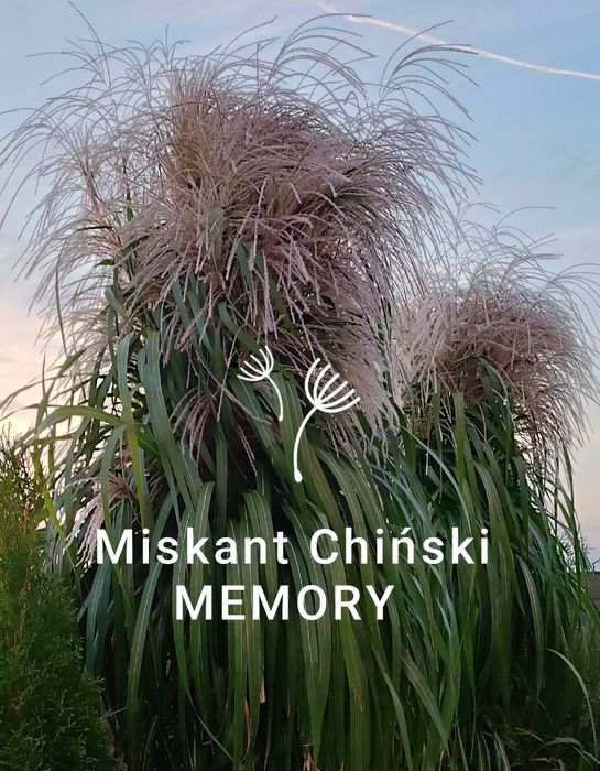 Miskant chiński Memory trawa na żywopłot P11