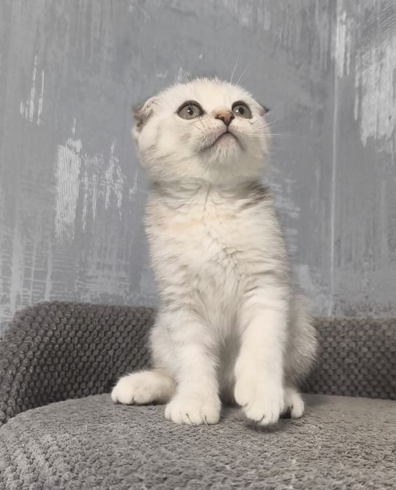 Висловуха дівчинка срібла шиншила котята кошенята котики
